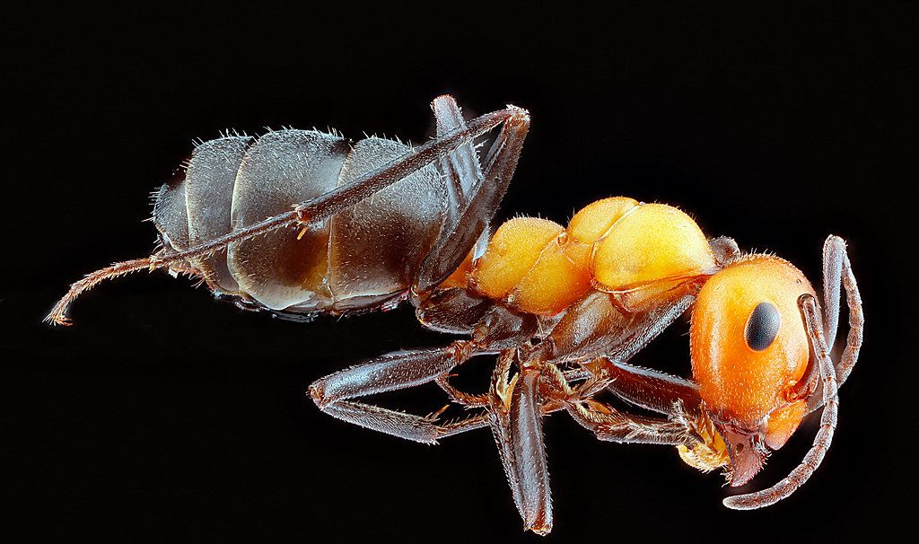 Ant Control service in Lorain, OH