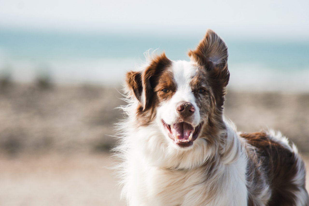 Flea & Tick Control service in Lorain, OH