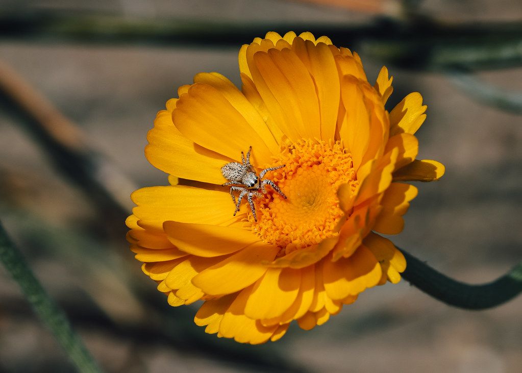 Spider Control service in Lorain, OH